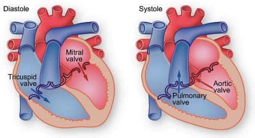 CONDUCTION SYSTEM OF THE HEART Terms Systole versus