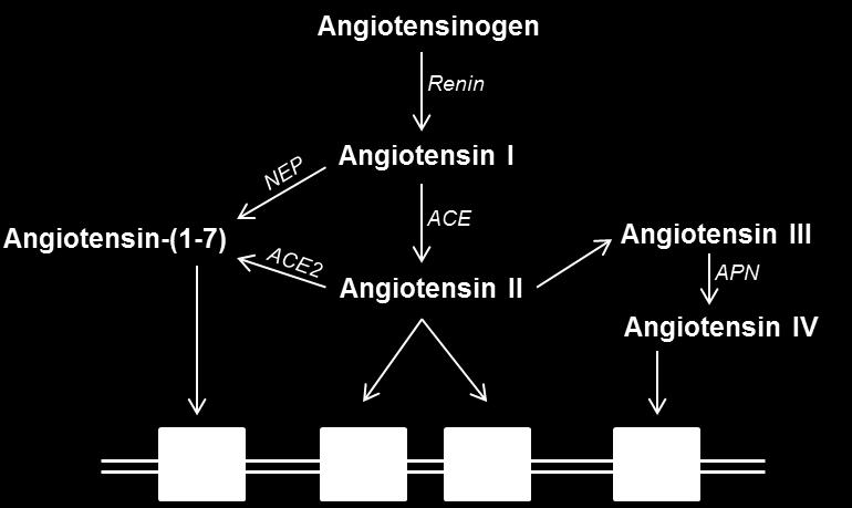 Figure 1.1 - The Renin-Angiotensin System (RAS).