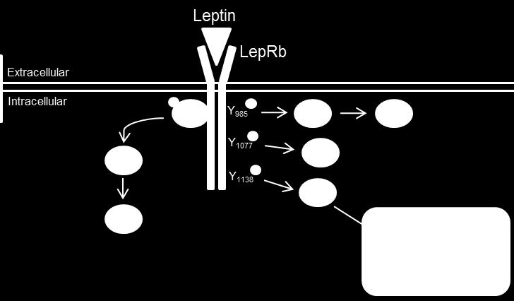 Figure 1.3 - Leptin receptor signaling. Leptin binds to the long signaling form of the leptin receptor (LebRb) leading to activation of JAK2, a tyrosine kinase.
