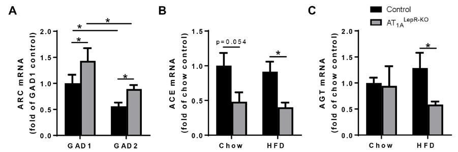 Figure 2.16 Potential mediators of AT 1A signaling and leptin-at 1A crosstalk within the ARC (A) Expression of GAD1 and GAD2 in control and AT 1A LepR-KO mice on chow (n=14/group).