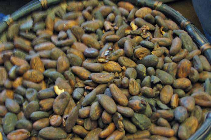 8 FSF Science cacao bean Photos: dannebrog/ Flickr.