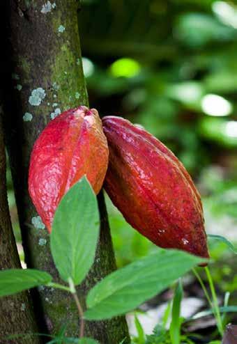 Moreover it was showed that a water soluble extract of cacao powder significantly reduced caries scores in rats infected with Streptococcus sobrinus. According to the review of Ferrazzano et al.