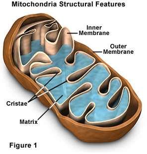 The Common Enemy Mitochondria: powerplants of cells Extremely