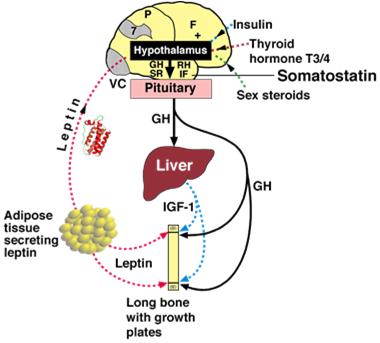 Hormone Imbalances to Study Related to Insulin Resistance Insulin Leptin Thyroid Cortisol Growth Hormone Reversing Insulin