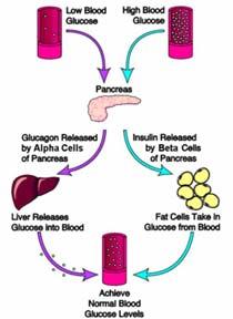 triggers gluconeogenesis liver glycogen Blood glucose rises Under extreme