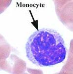 Lymphocytes Found in lymph