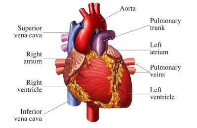 1.2 The concept of circulatory system (cont d)