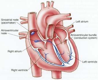 1.2 The concept of circulatory system (cont d) Contraction of the heart is controlled by sinoatrial node (SA node) a.k.a pacemaker.