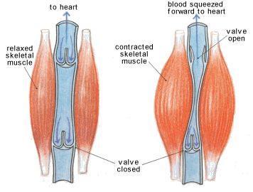 1.2 The concept of circulatory system (cont d) Skeletal muscle are usually located around the veins.