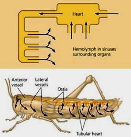 the cells Insects have a tube-shaped heart called ostia.
