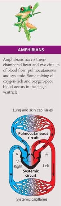 1.2 The concept of circulatory system (cont d) Double -closed incomplete circulatory system Blood flows into the heart