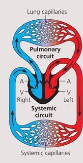 1.2 The concept of circulatory system (cont d) Double -closed complete circulatory system Blood flows into the heart twice. Heart has two atrium and two ventricle.