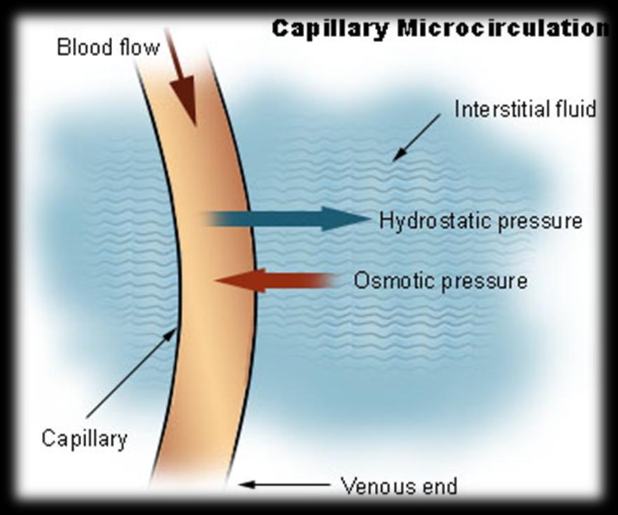 1.4 The Lymphatic System Interstitial Fluid Blood arrives at the capillary with high hydrostatic pressure Force some of the plasma to pass across the
