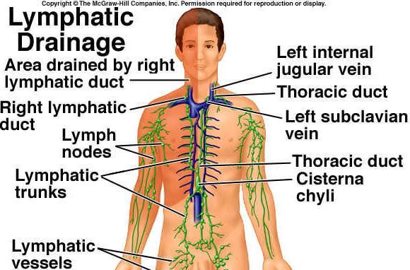 1.4 The Lymphatic System (cont d) Lymph flow to two main lymphatic vessels; 1.