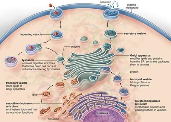 Endomembrane system Nuclear envelope; Endoplasmic reticulum: Rough; Smooth.