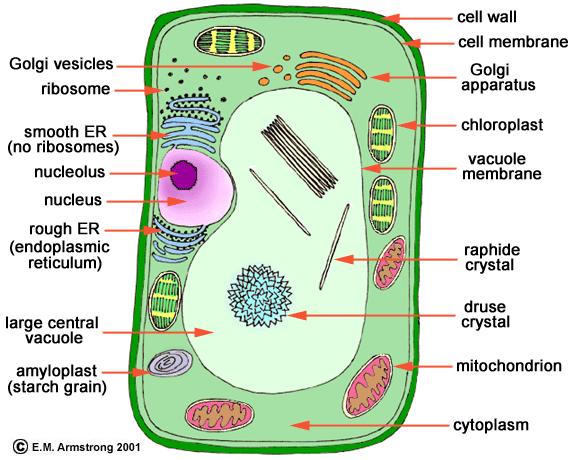 Vesicles and vacuoles Vesicles are sacs used to store and transport nutrients through