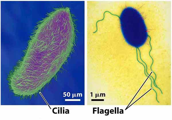 Cilia and flagella Cilia and flagella are appendages that extend outside of the cell; Flagella are few and long, generally
