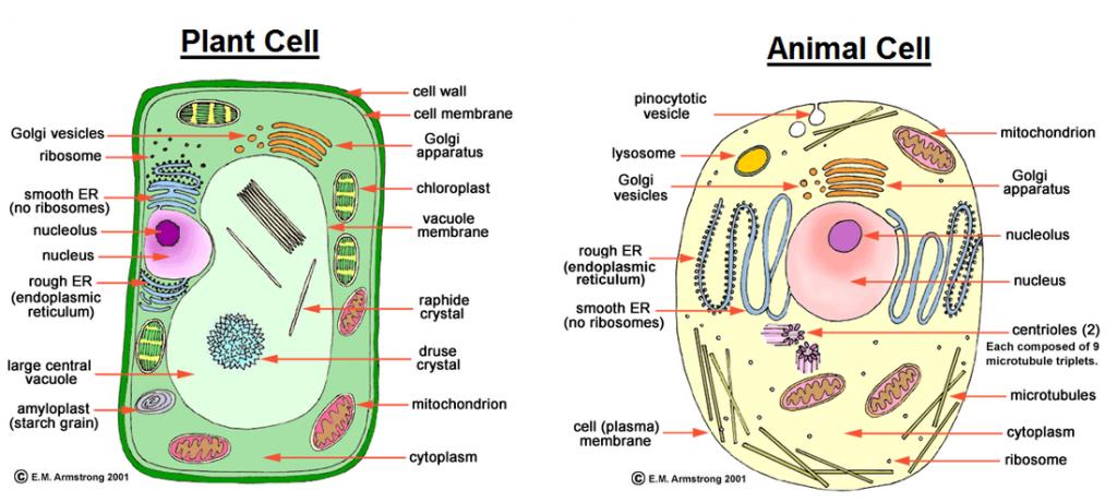 Plant vs Animal Cells Plant Chloroplast Central
