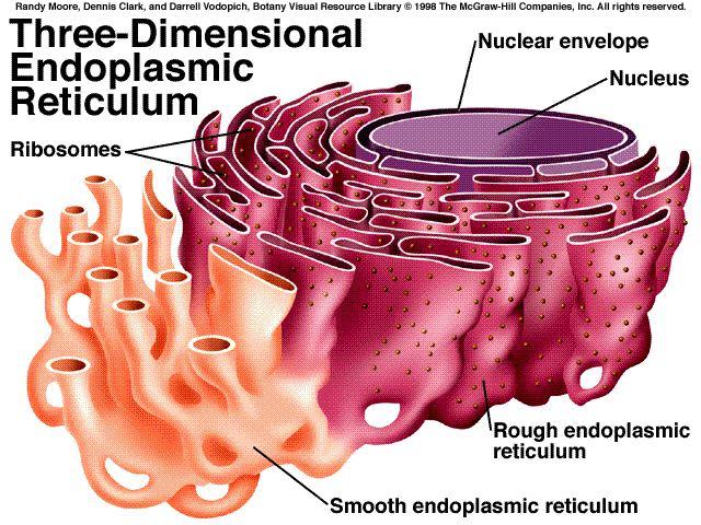 Endoplasmic reticulum Part of the endomembrane system; Two types of endoplasmic reticulum (ER), rough & smooth; Rough ER contains ribosomes: It is attached to the nucleus; It synthesizes