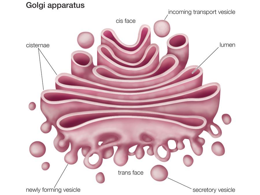 Golgi apparatus Part of the endomembrane system; New proteins and lipids are transported from the rough and smooth ER to the Golgi apparatus The