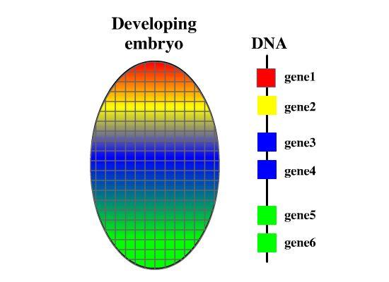 genes) The expression of several Hox genes is region-specific in the embryo Hierarchy of genes in