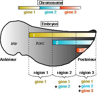 Organization of Drosophila Hox genes The pattern of Hox expression HOM-C complex 3 Antennapedia complex Bithorax complex 5 5 3 Abdominal B Ultrabithorax Abdominal A