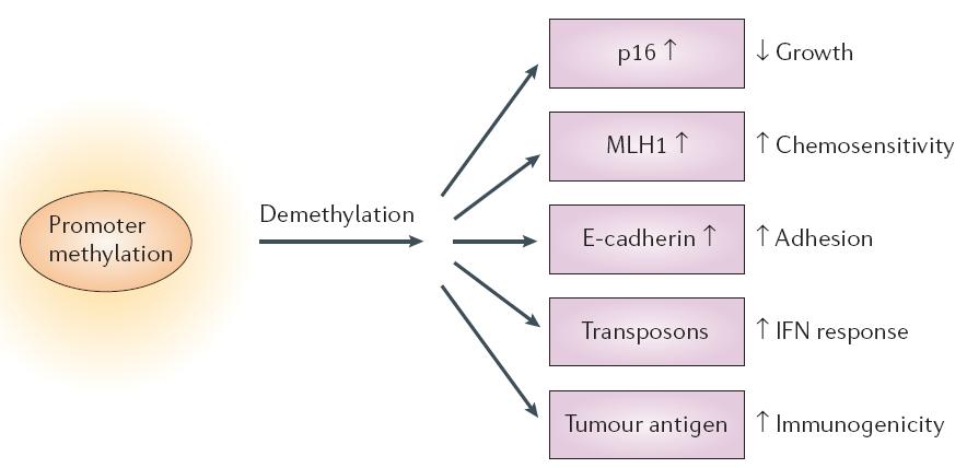 Cancer Demethylation in cancer therapy Robertson,