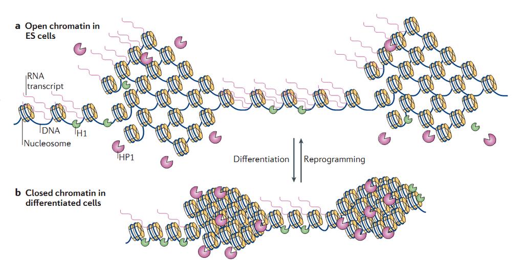 chromatin remodelers likely begin the gene silencing