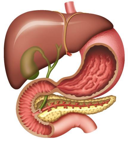 elimination Renal clearance Biliary