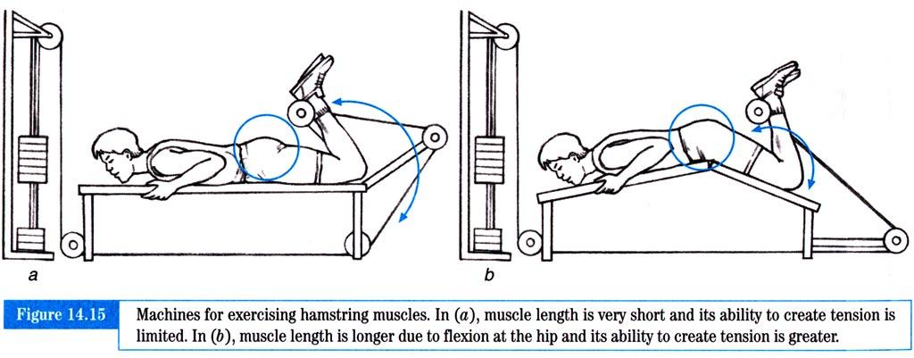 Figure 7 Active and passive force [McGinnis 1999] A muscle consists of an active force generating component and a parallel connective tissue component.