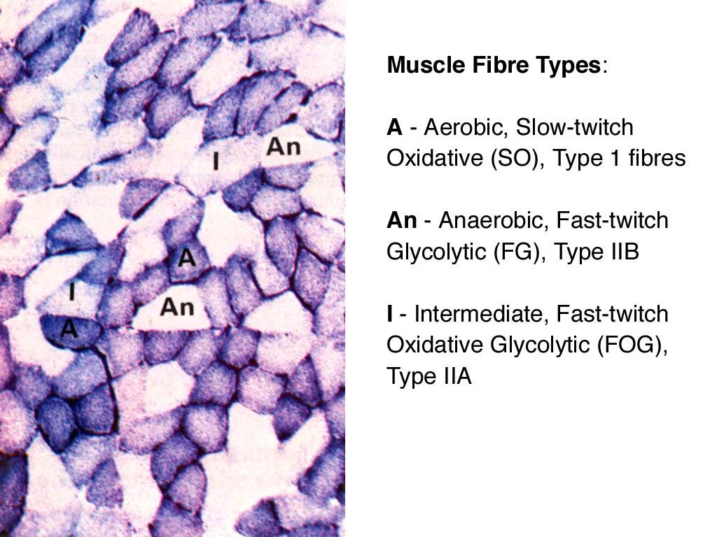 Figure 12 Fast and slow twitch muscles [Keynes & Aidley 2001] Just to make life more complicated it turns out that the contraction speed of muscle fibres is also not constant.