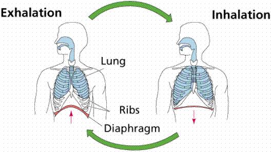 Exhalation At the end of a breath, the intercostal muscles and diaphragm relax, Returning to their starting position, which decreases the volume of the chest.