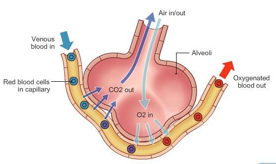 Gas Exchange Diagram (diffusion) Tidal Volume : During normal breathing, the total amount breathed