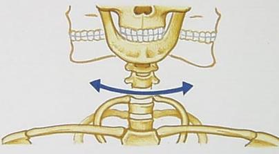 Pivot Joint Hinge Joint Condyloid Joint Ball and Socket Joint Types of bone: Flat bone Long bone Short bone Irregular bone Tendons attach