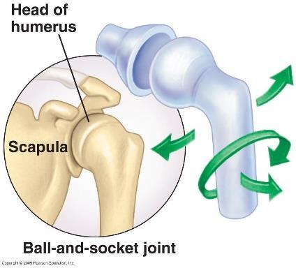 When the bone at a joint moves around its own axis, so making a circular movement A combination of flexion, extension, abduction, adduction