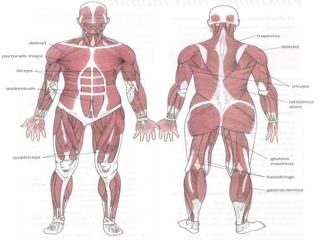Muscles Three types of muscle Voluntary Involuntary Cardiac External obliques Hip flexors Tibialis anterior Antagonistic Muscles Muscles can only PULL they