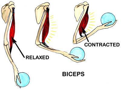 Muscles All of these muscles work together to perform a wide variety of tasks; however each