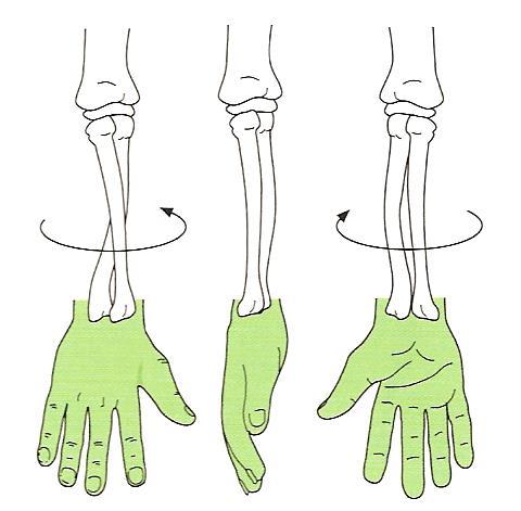 Body Movements Supination Rotation of the forearm, palm