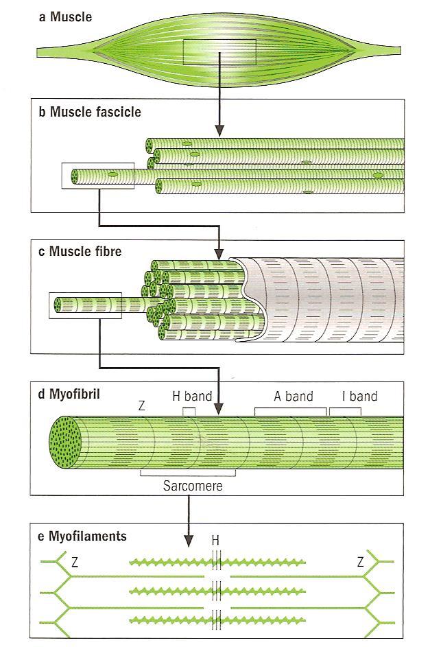 Microscopic Muscle Structure Muscle is made up of thousands of muscle fibres.