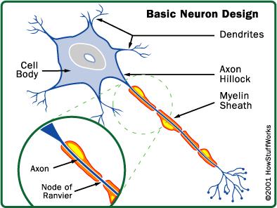 Structure of Neurons Neurons are made up of three main parts: The cell body which directs the activities of the neuron The dendrites