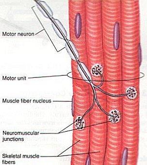 The motor neuron plus the muscle fibres it innervates (stimulates) is called