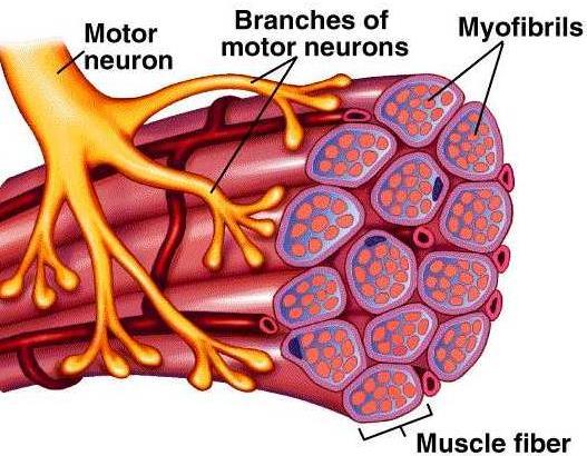 Any muscle will have a number of motor units stimulating different sections of its fibres.