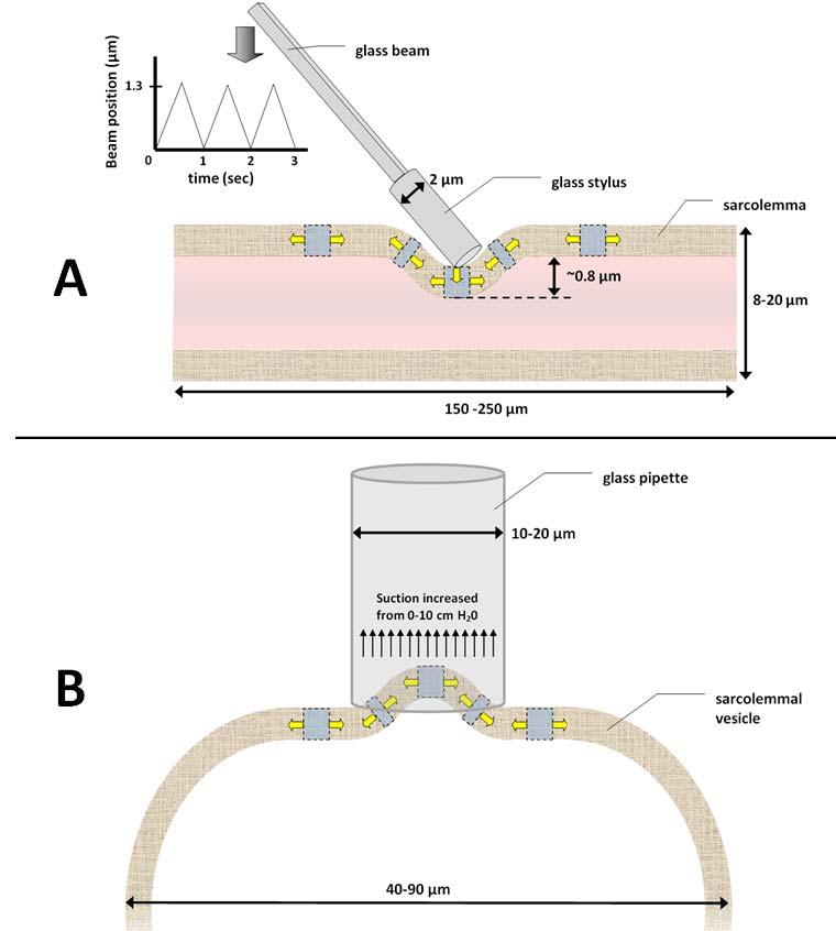 Figure 4.4 Diagrams indicating the sarcolemmal membrane forces during experiments by (A) Pasternak et al. and (2) Hutter et al.
