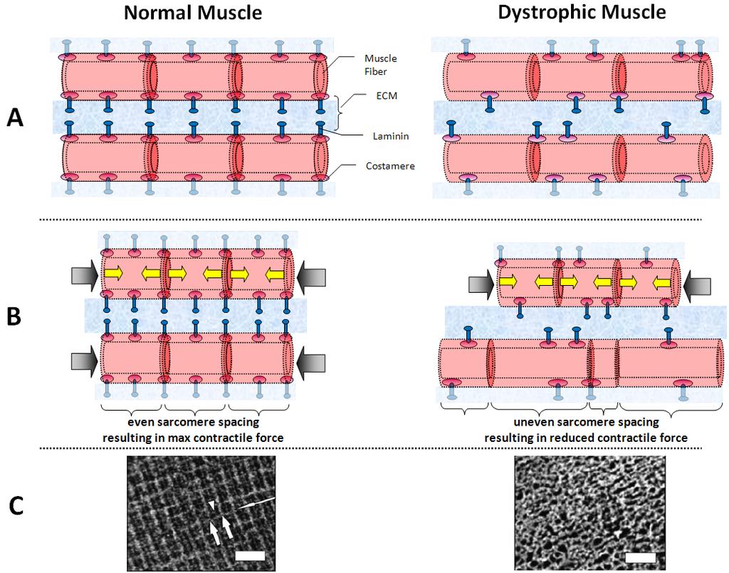 Figure 10.1 Disruption of costameric organization in mdx muscle leads to reduced force output.