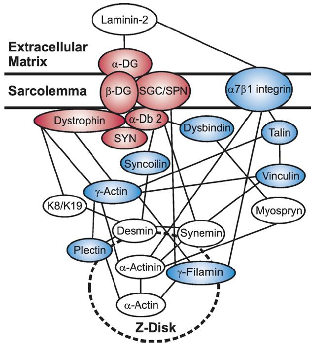 Figure 10.2 The dystrophin-glycoprotein complex (DGC). The proteins highlighted in red comprise the core of the DGC and are in low abundance in mdx muscle.
