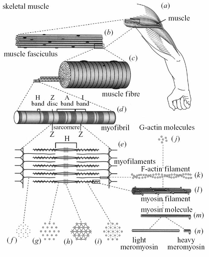 Figure 2.1 Physiological muscle components 87. Used with permission from Epstein, M. and W.