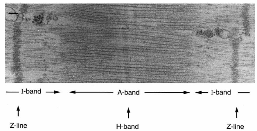 Figure 2.2 Electron micrograph of a longitudinal muscle section showing a sarcomere. The scale bar in the upper left represents 100 nm 200. Used with permission from Mi