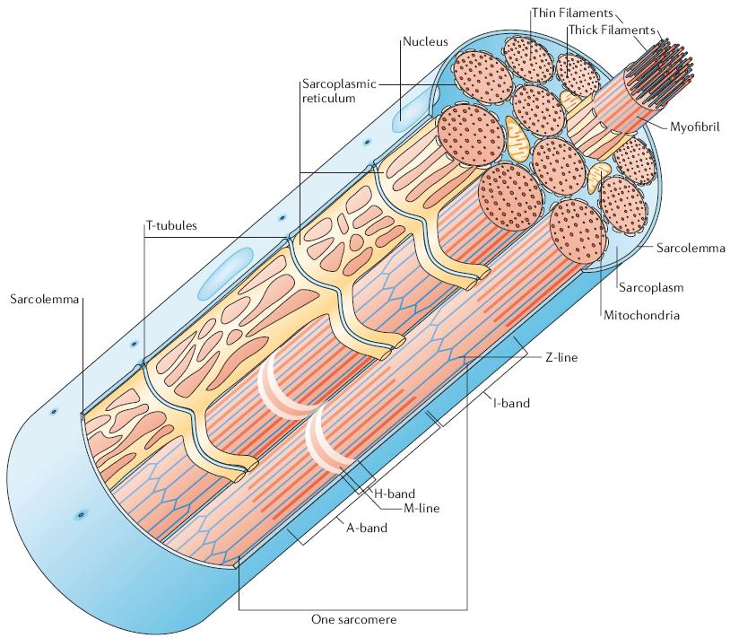 Figure 2.4 The structure of a skeletal muscle fiber.