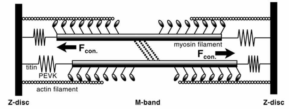 Figure 2.5 The elasticity of titin plays an important role in maintaining sarcomere length as well as passive resistance to muscle stretch 2. Springer and (Agarkova, I., et al.