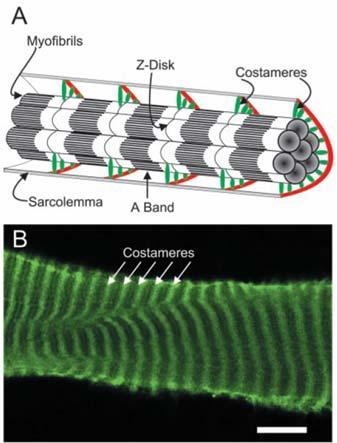Figure 2.10 Arrangement of costameres and myofibrils within a muscle fiber.